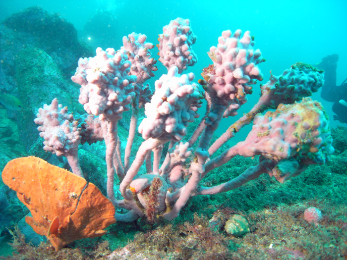 sponges
