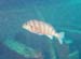Banded