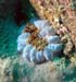 anemone