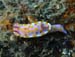 nudibranch