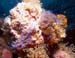 nudibranchs