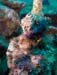 nudibranchs