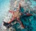 seastar