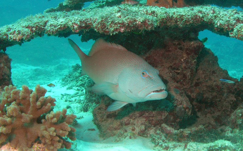 groper