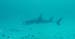 Guitarfish