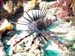 Lionfish