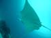 Manta