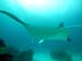 Manta