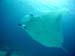 Manta