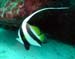 Reef