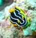 nudibranch