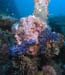 nudibranchs