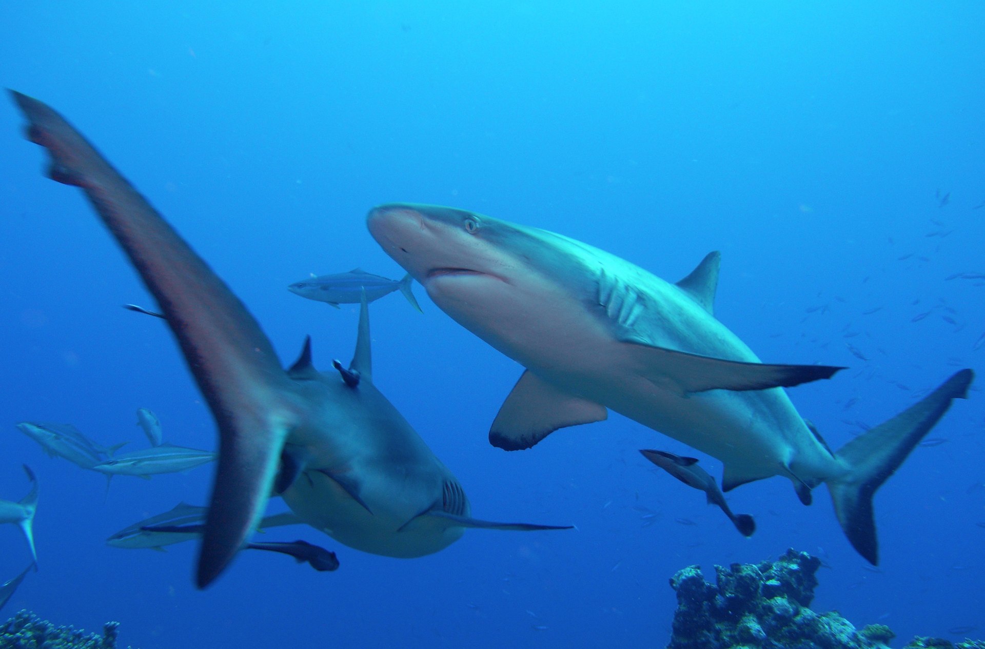 Sharks