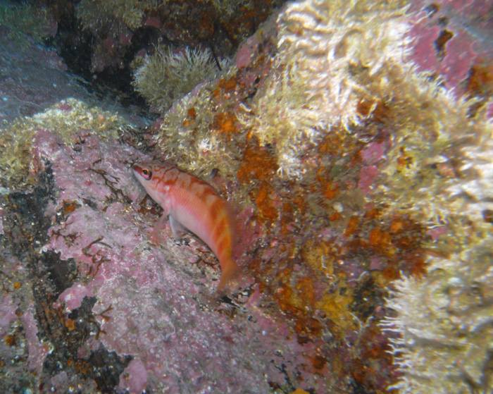 Half-banded