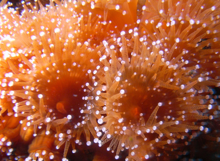 anemone
