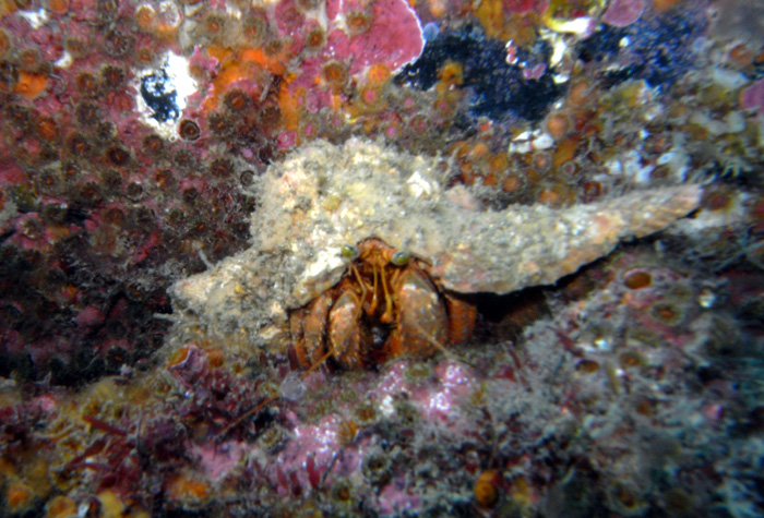 crab