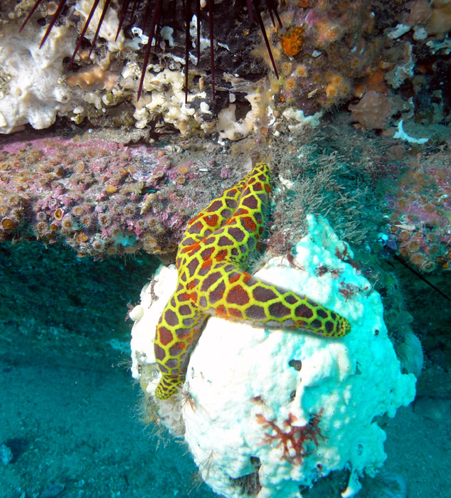 seastar
