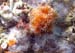 anemone