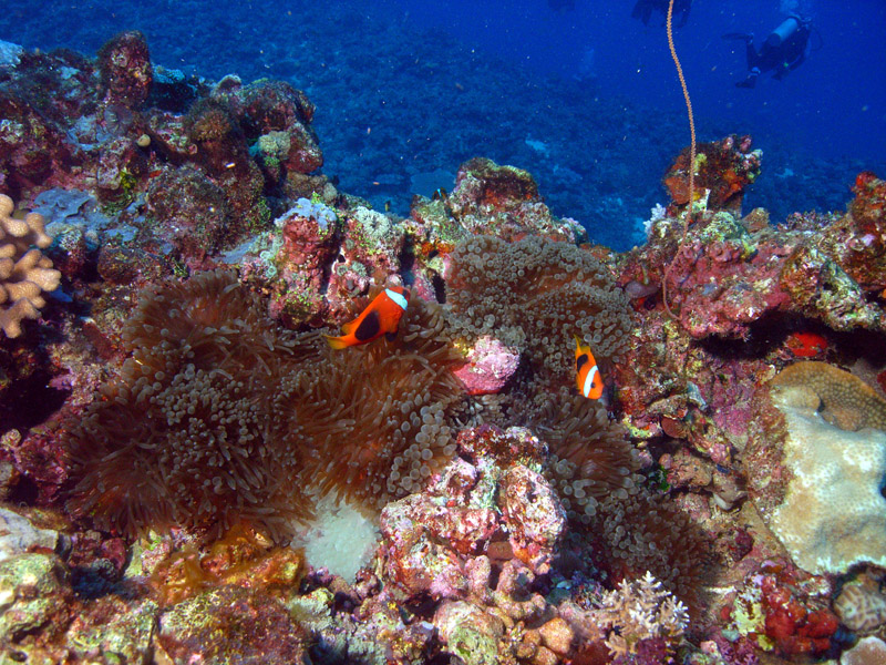 vanuatu.JW