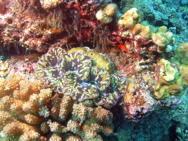 vanuatu.JW