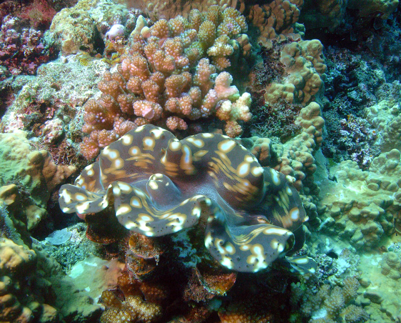 vanuatu.JW