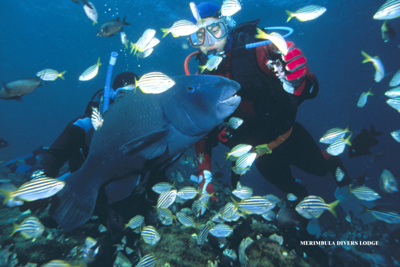 sea life