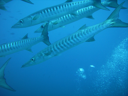 Barracouda