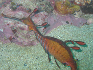 weedy sea dragon