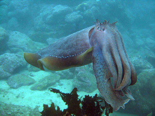 cuttlefish