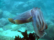 cuttlefish