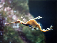 Weedy Seadragon